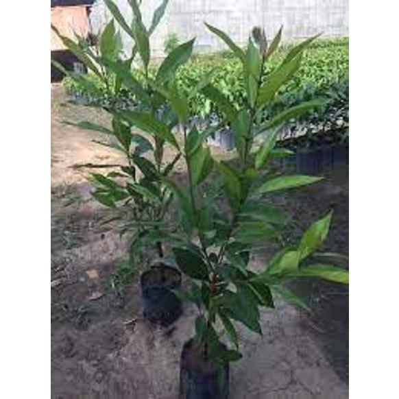 Cây lá vối nếp giống CHUẨN VỐI RỪNG
