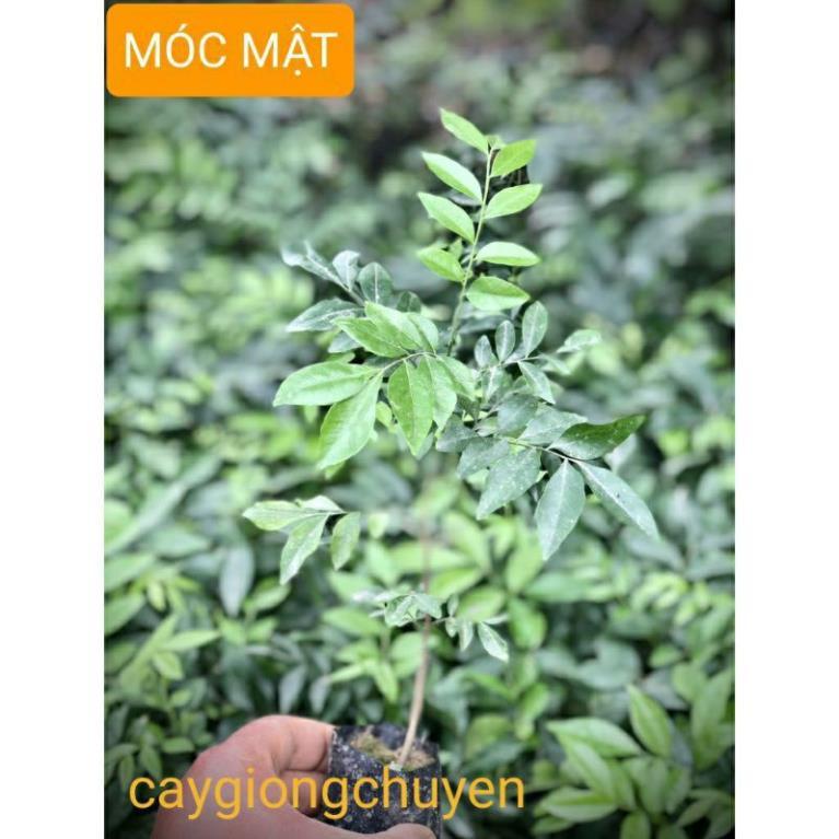 CÂY GIỐNG MÓC MẬT(cây to như ảnh số 3)