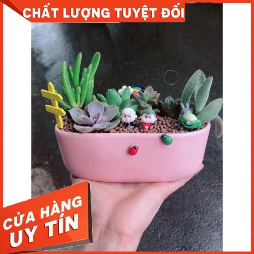 Chậu sen đá tiểu cảnh 18