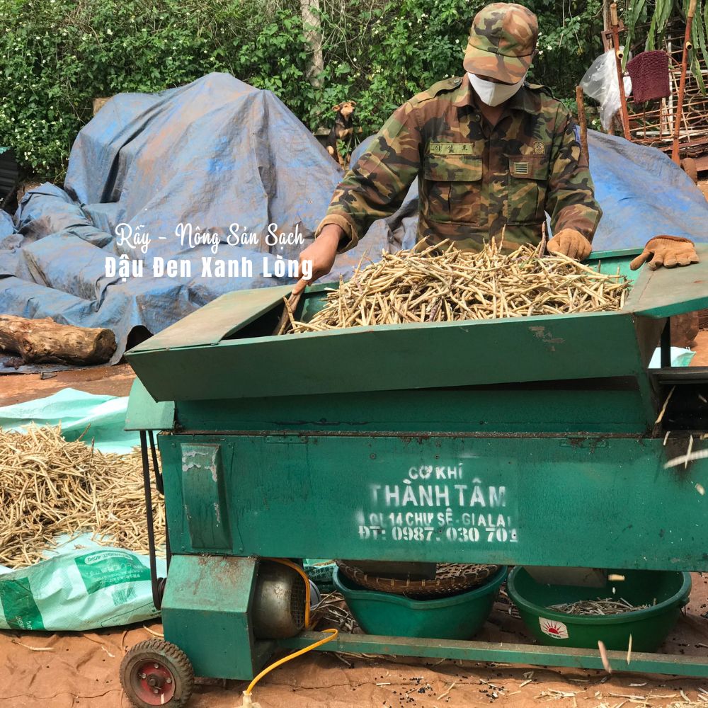 Đậu Đen Xanh Lòng sống, giống nguyên bản nhà trồng không biến đổi gen, sạch và ngon