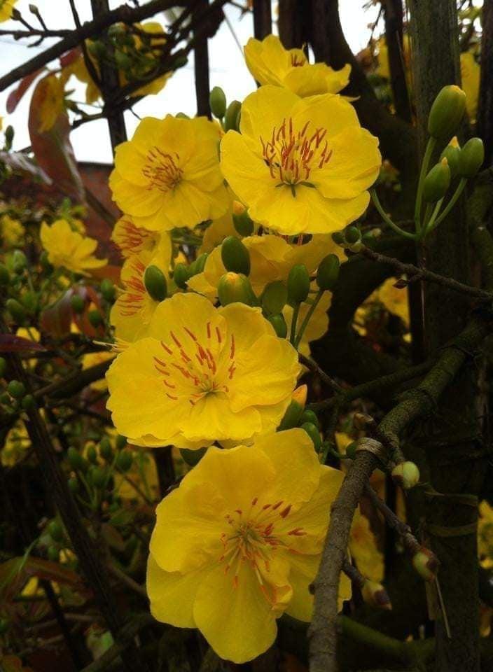 CÂY GIỐNG MAI cánh Xoáy.