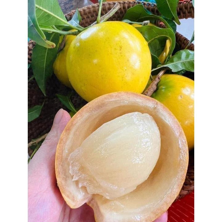 CÂY GIỐNG VÚ SỮA HOÀNG KIM ghép cho trái sớm. ()