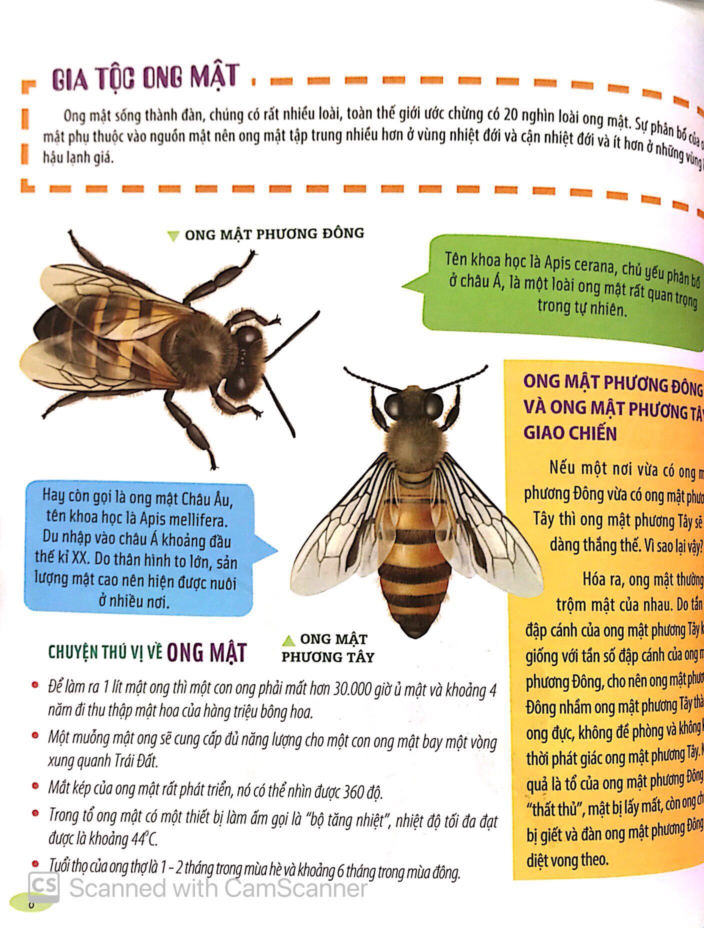 Bách Khoa Động Vật Dành Cho Trẻ Nhỏ - Côn Trùng