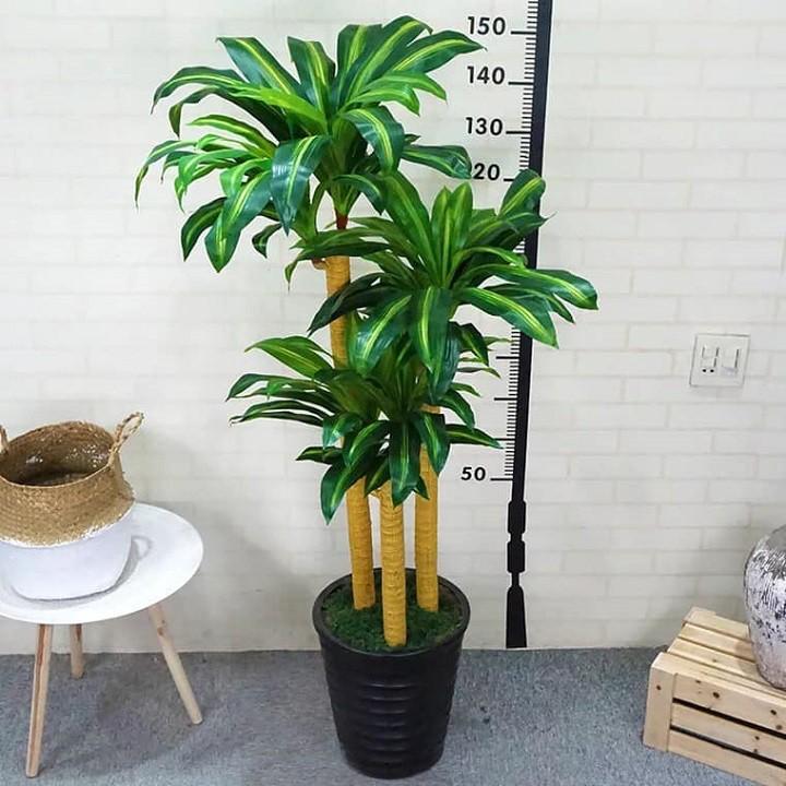Chậu thiết ghép cây phong thủy