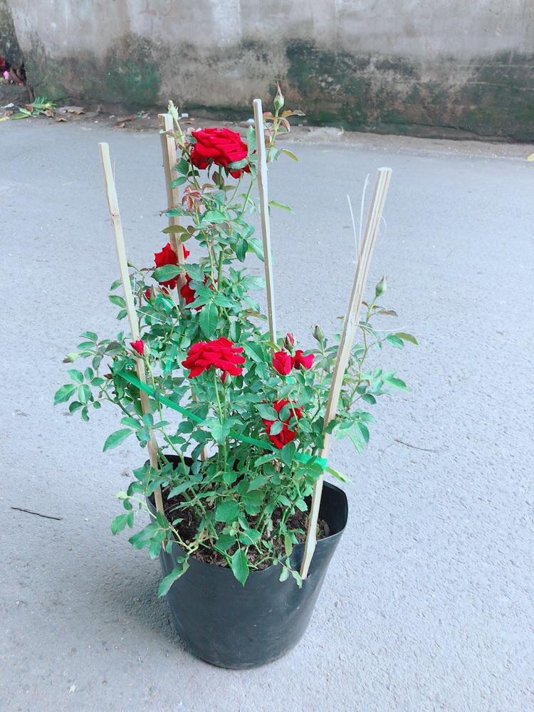 Bụi Hoa Hồng Siêu Nụ