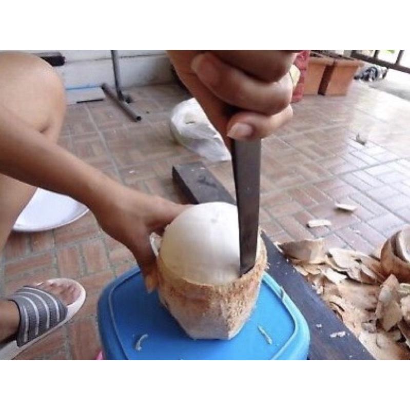 Dao lấy cơm dừa kiểu Thái - dao gọt dừa nguyên cơm bằng sừng trâu