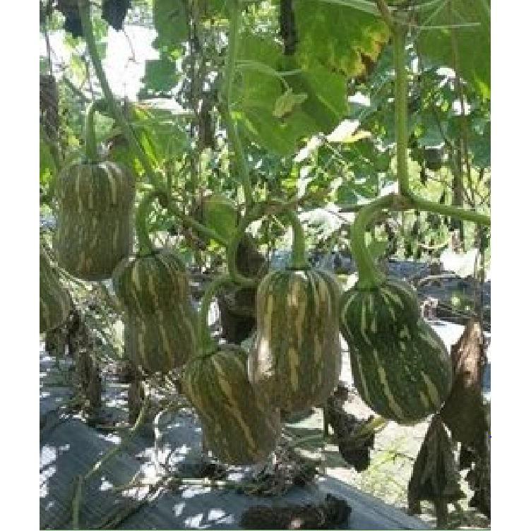 Hạt Giống Bí Đỏ Hạt Đậu F1 - 10 hạt/gói