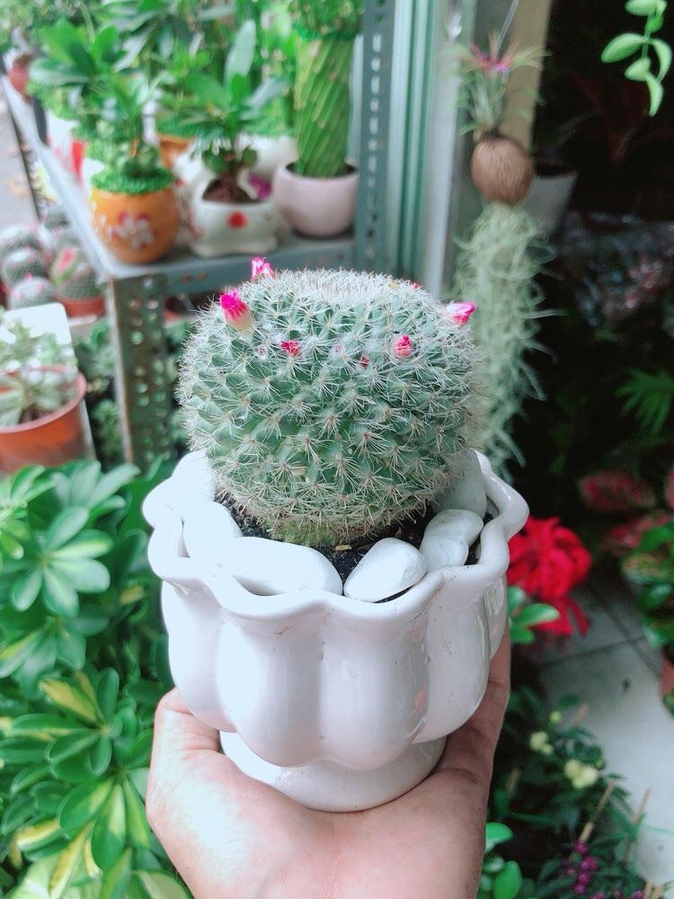 Chậu Xương Rồng Nở Hoa