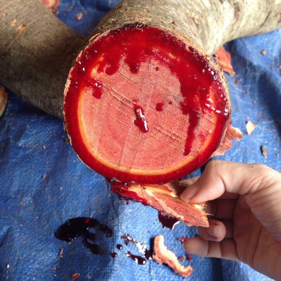 500g Cây cỏ máu - cỏ máu quảng bình