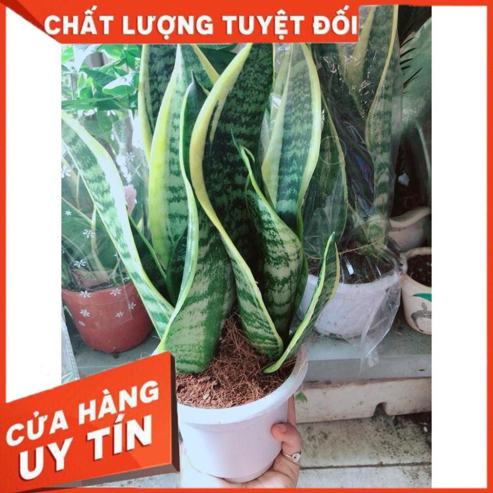 Chậu Lưỡi Hổ Nhiều Người Mua