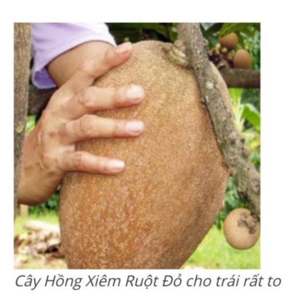 Hồng xiêm ruột đỏ quả siêu to