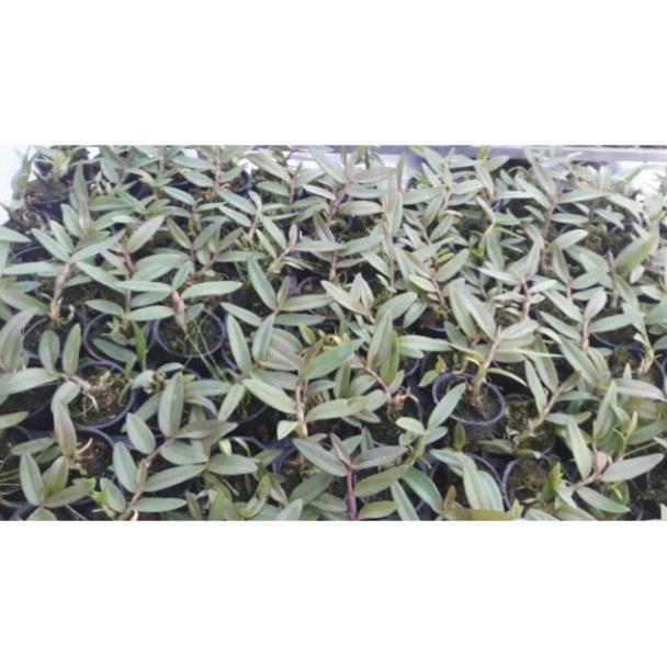 Hoa phong lan- giả hạc mắt cua (5 cm)+ 700g phân thỏ hữu cơ ki mập khỏe ấm chậu