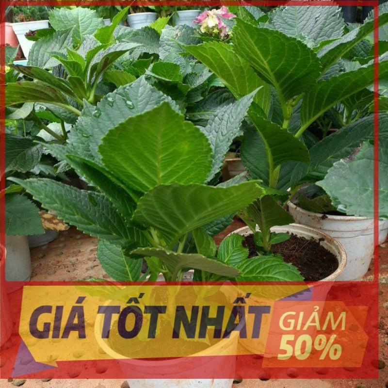 (GIẢM GIÁ) Cẩm tú cầu