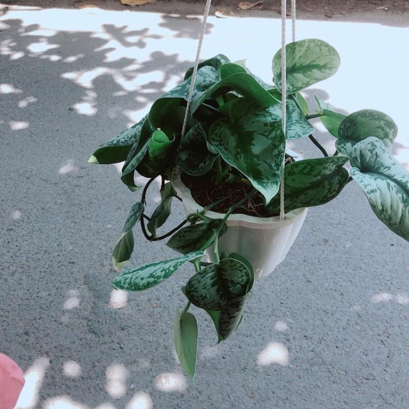 Trầu Bà Nham Thạch