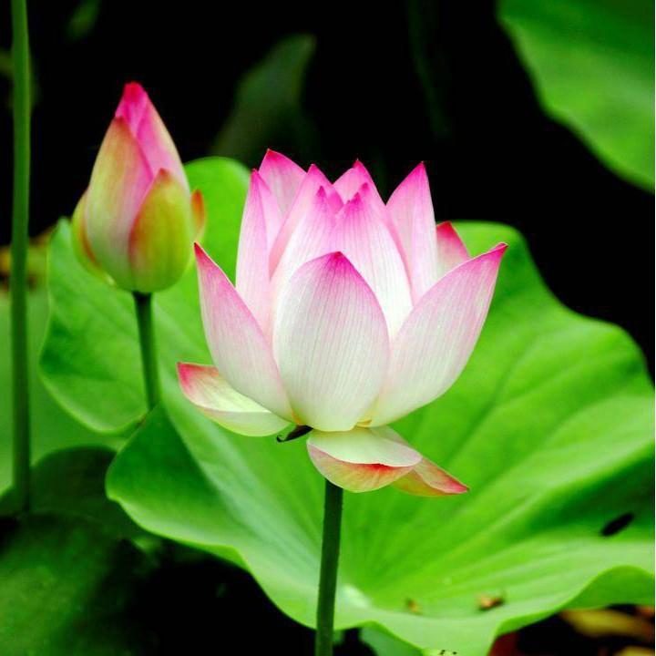 Hạt Giống Hoa Sen Hồng -