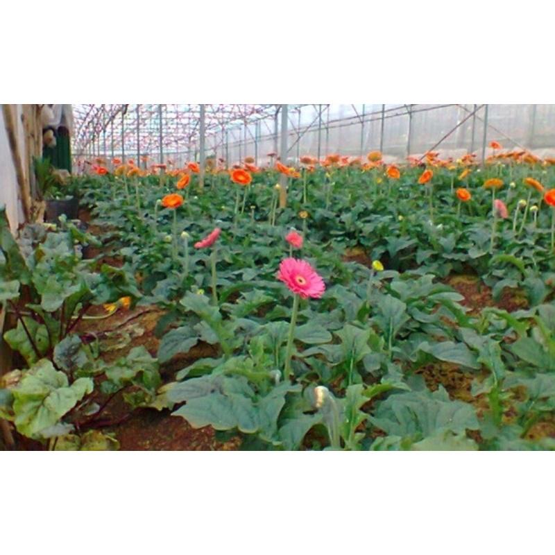 CÂY GIỐNG HOA ĐỒNG TIỀN *