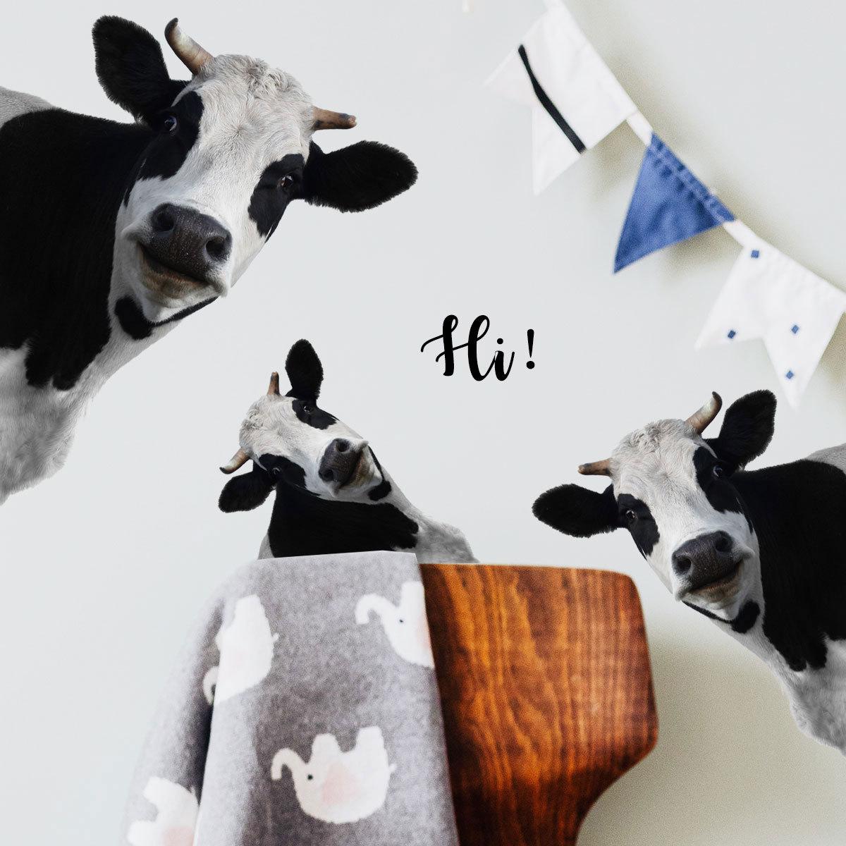 Sáng tạo Bò English Stickers phòng khách Phòng ngủ Phòng ngủ trẻ em Bối cảnh tường trang trí tường trang trí