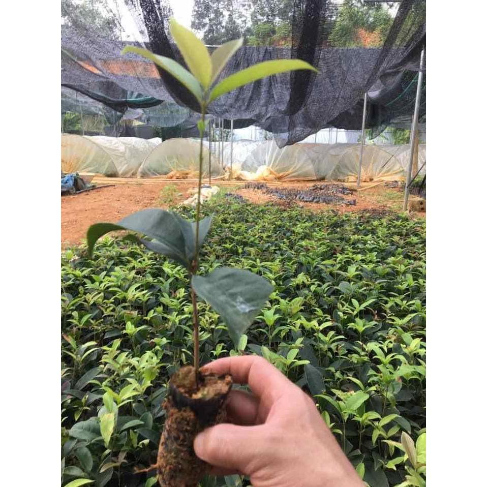 Combo 2 cây mộc hương ta giống