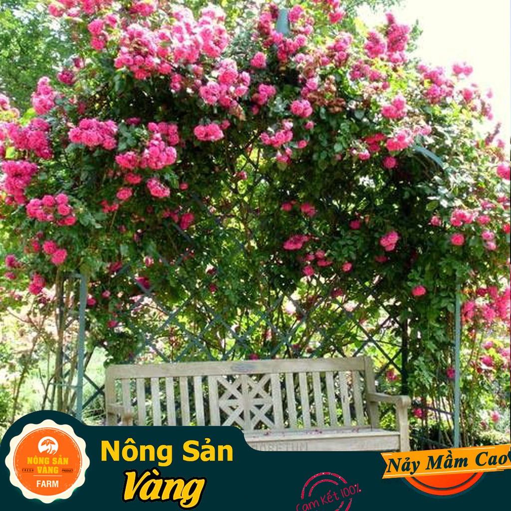 Hạt giống Hoa Hồng Leo Pháp