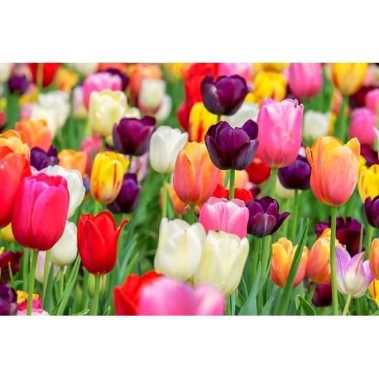 CỦ HOA TULIP NHIỀU MÀU( MUA 10 CỦ TẶNG 1 CỦ)