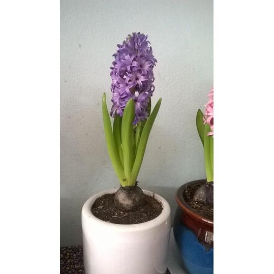 1Củ giống hoa tiên ông màu tím ,hoa dạ lan hương-hoa nỡ thành chùm ,mùi thơm nhẹ
