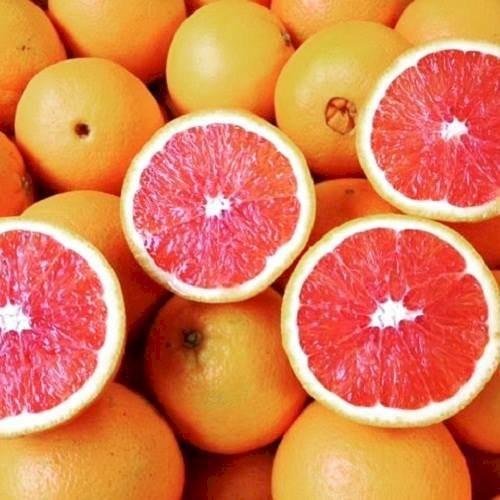 CÂY GIỐNG CAM CARA RUỘT ĐỎ KHÔNG HẠT SIÊU NGON SIÊU QUẢ