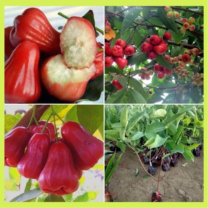 0Cây giống roi đỏ Thái Lan không hạt.