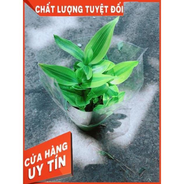 Chậu Trúc Phát Tài