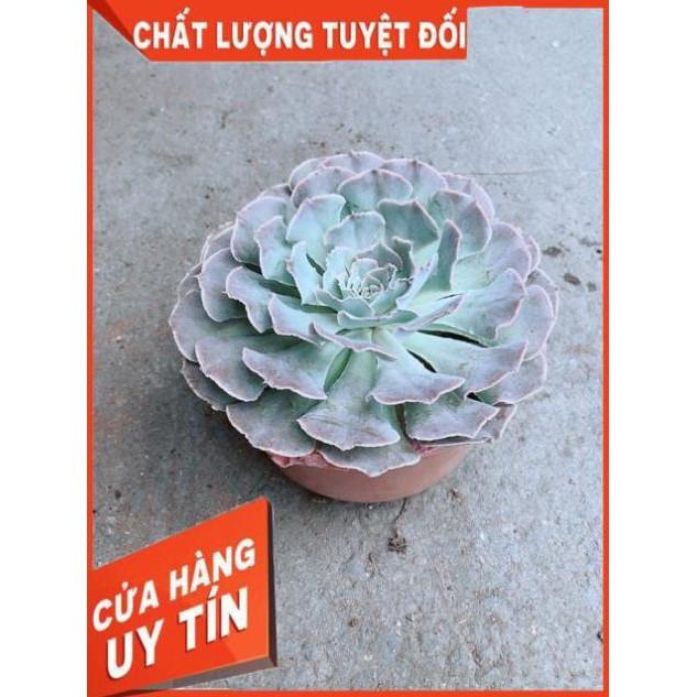Sen Bắp Cải Tím