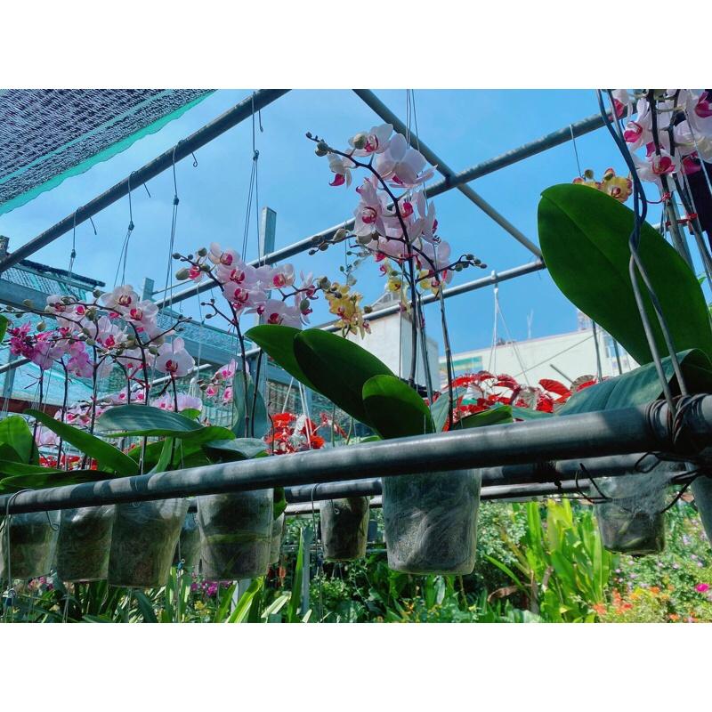 Lan Hồ Điệp Hàng Đẹp