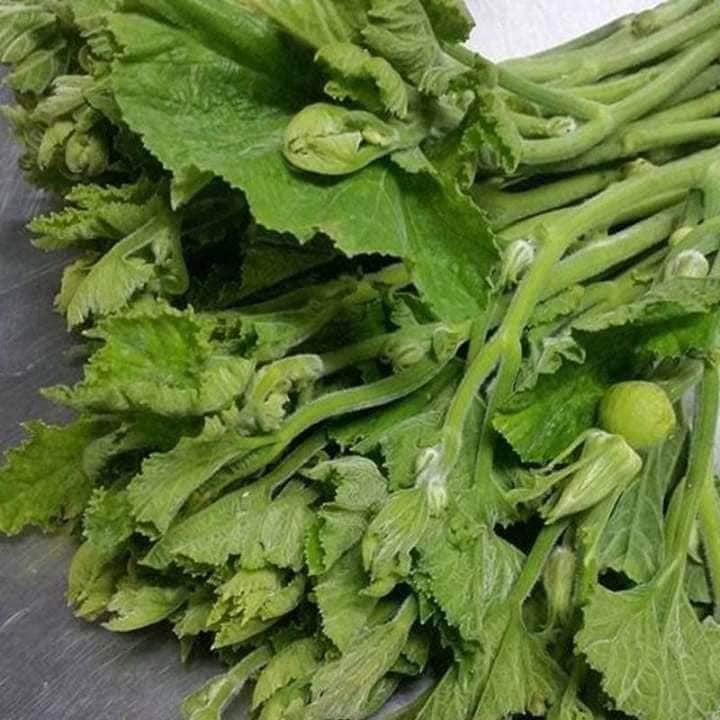 Hạt giống bí ngọn Siêu đọt Phú Nông