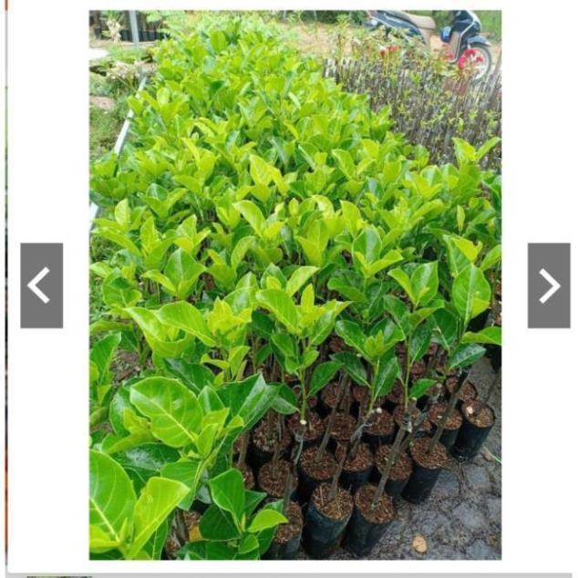 Sản phẩm Cây Ăn Trái cây giống mít thái ruột đỏ