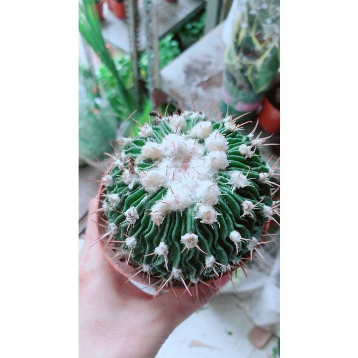 Xương Rồng Trúc Ngọc