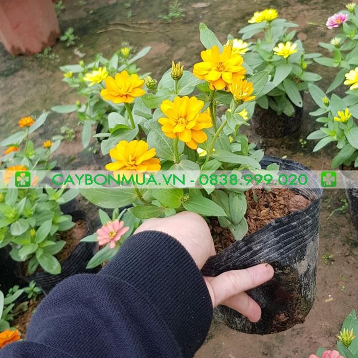 Cây Hoa Cúc Lá Nhám, bịch đen cao 25-30cm, được lựa chọn đủ màu sắc.