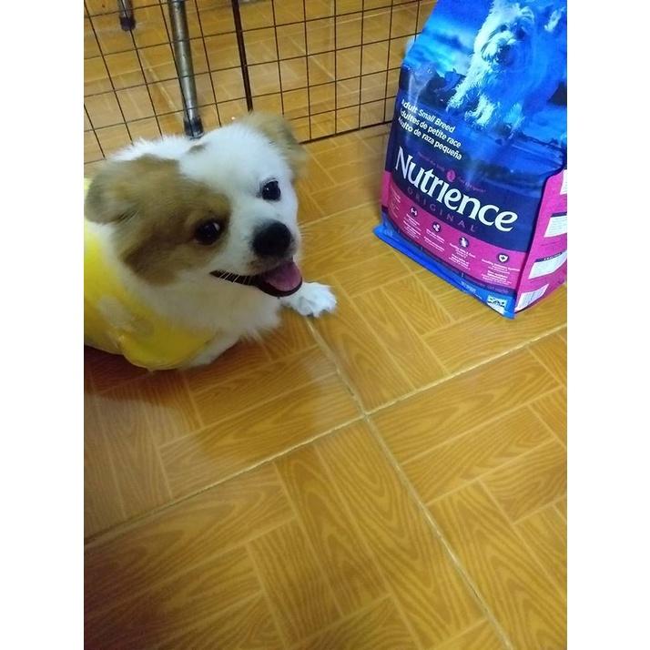 Thức Ăn Cho Chó Chihuahua Nutrience Original Bao 2,5kg Dầu Cá Hồi, Da Lông Bóng Mượt - Thịt Gà, Rau Củ Quả, Trái Cây