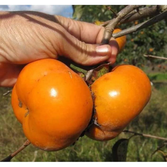 Sản phẩm HỒNG GIÒN FUYU