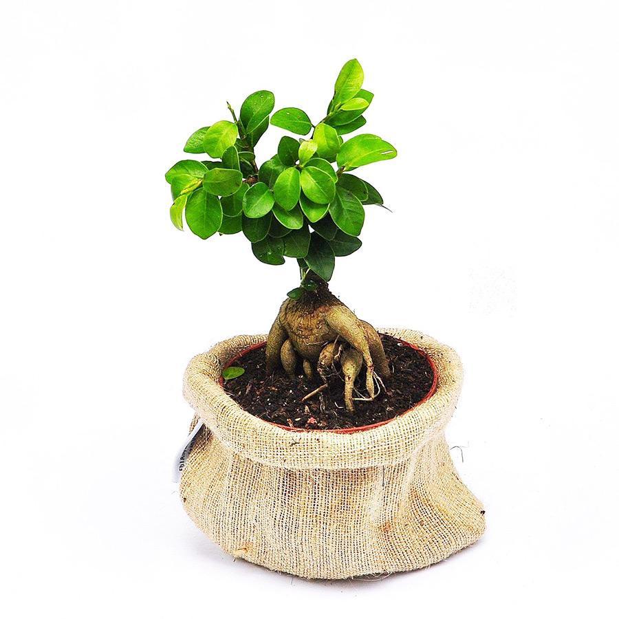 Cây Bonsai Si Nhật - cây cảnh bonsai - cây cảnh để bàn