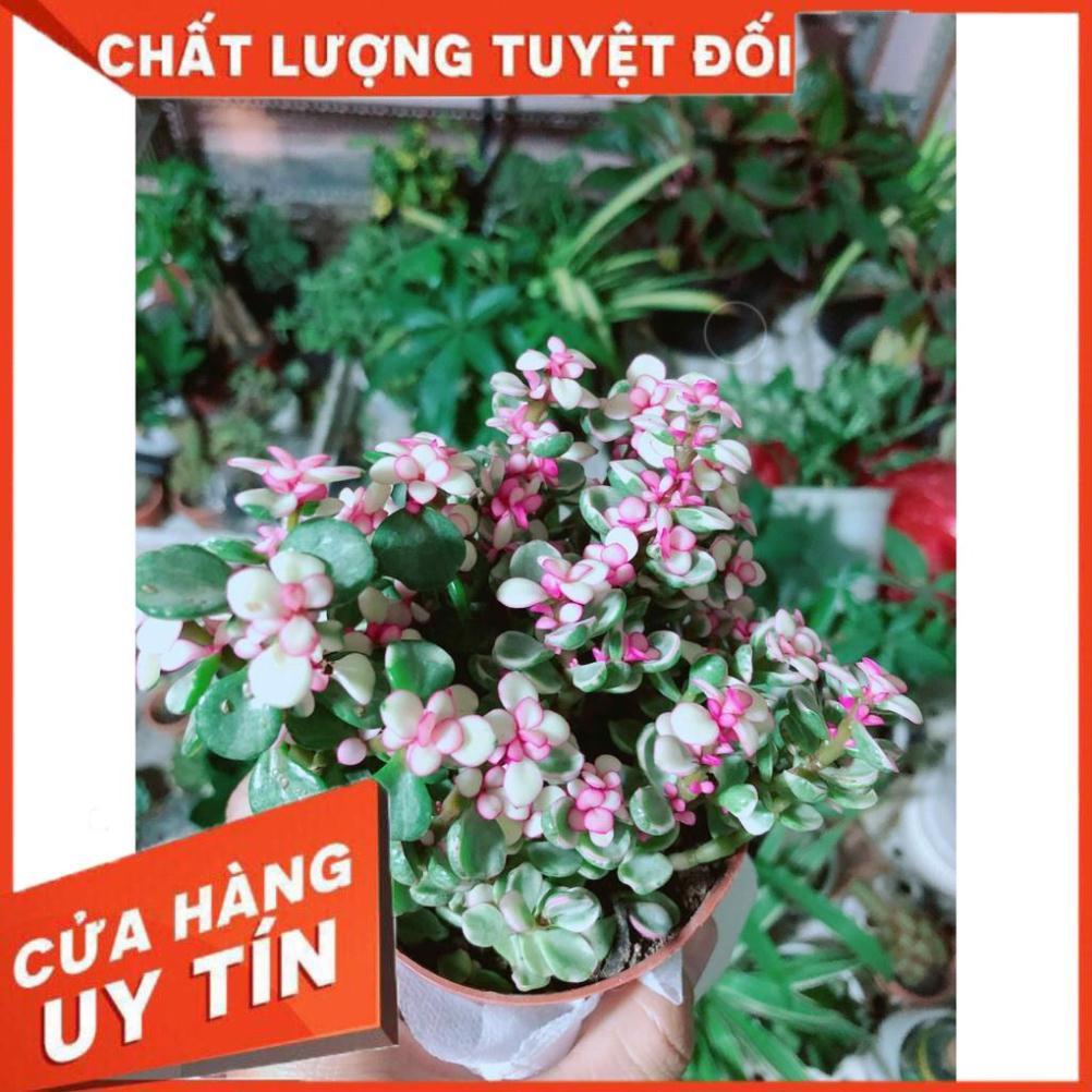 Đô la kiểng kèn chậu sứ Nhiều Người Mua