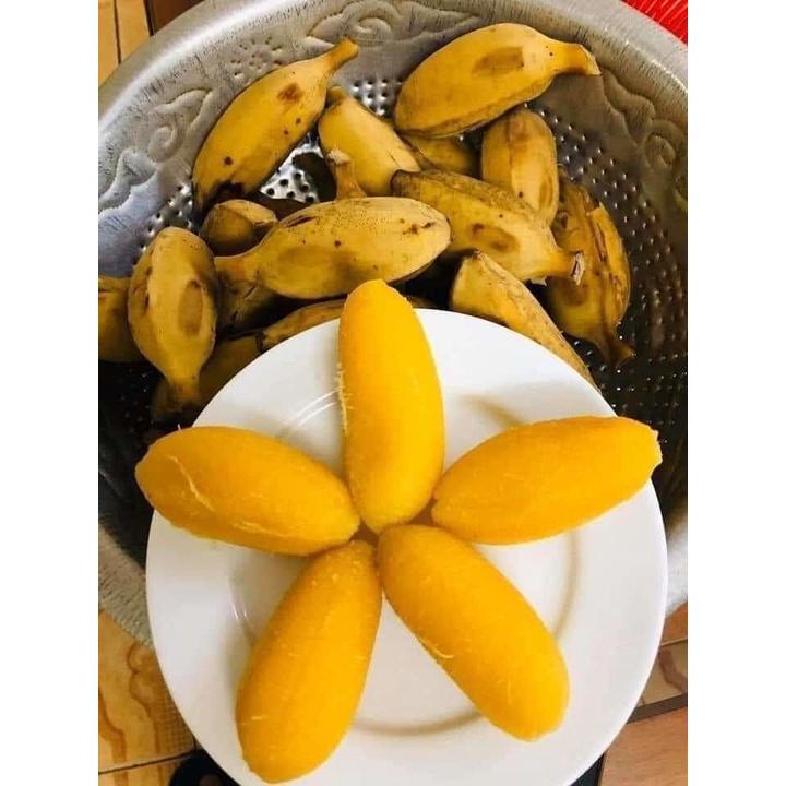 CÂY GIỐNG CHUỐI SÁP cấy mô giao hàng nhanh