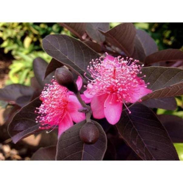 Sản phẩm ỔI TÍM MALAIXIA CHUẨN GIỐNG