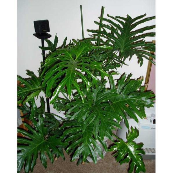 CHẬU CÂY TRẦU BÀ CÁNH PHƯỢNG,LOÀI CÂY SANG TRỌNG, QUÝ PHÁI, VƯỢNG TÀI LỘC CHO GIA CHỦ + Tặng 01 cây dâu da đất
