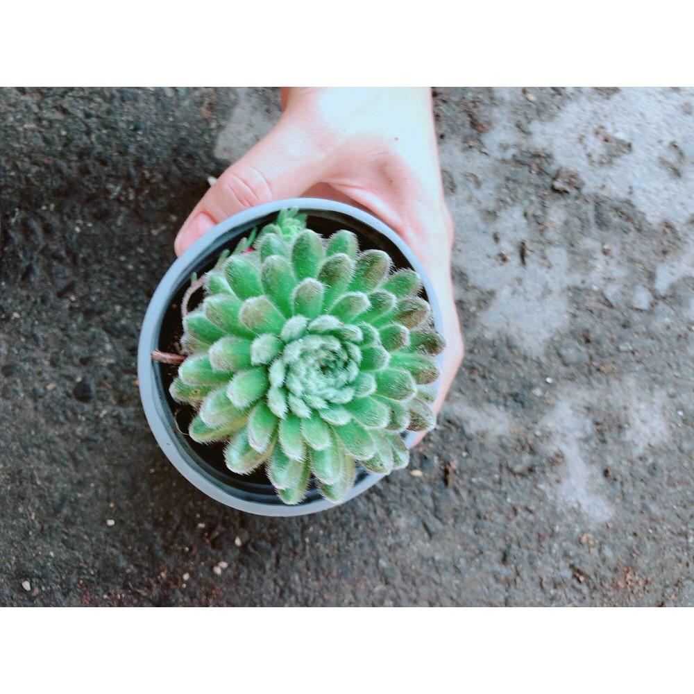 Chậu Phật Bà Xanh