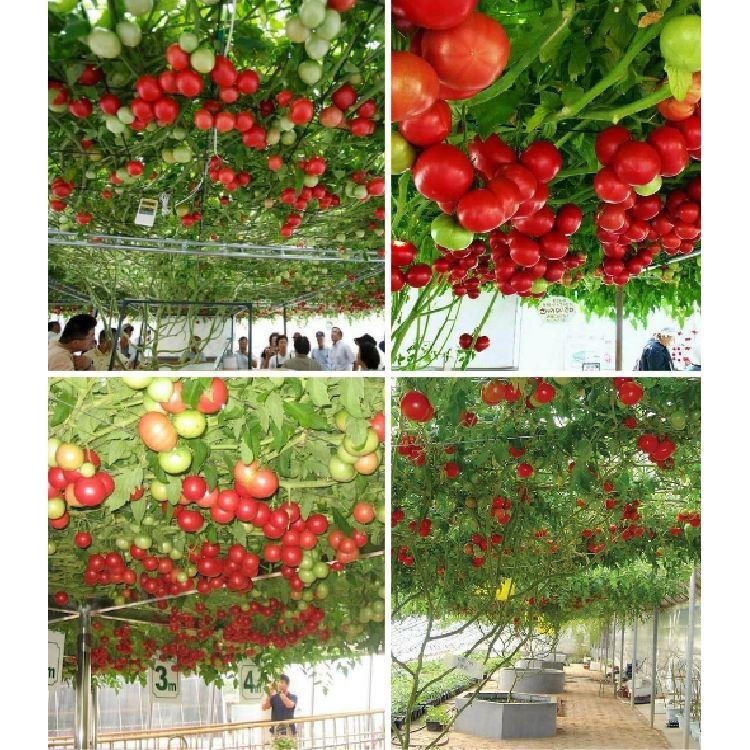 Bộ Hạt giống cà chua leo giàn
