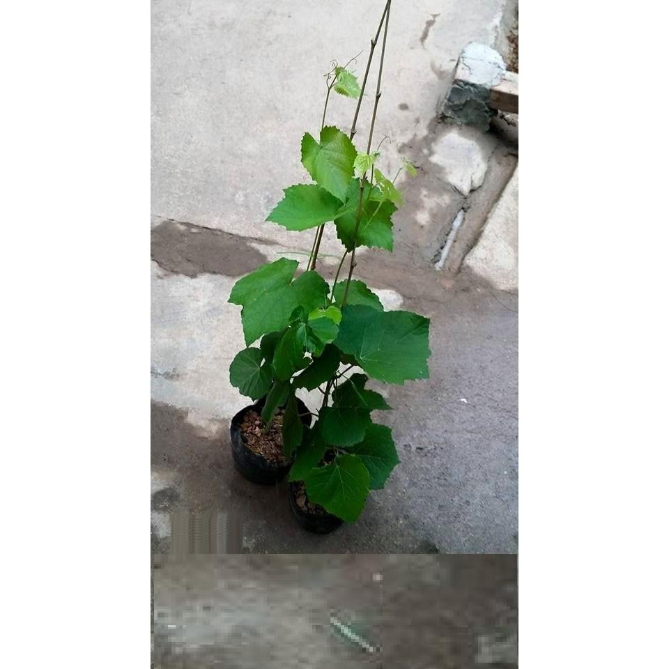 CÂY GIỐNG NHO LEO PHÁP DÒNG QUẢ SỚM