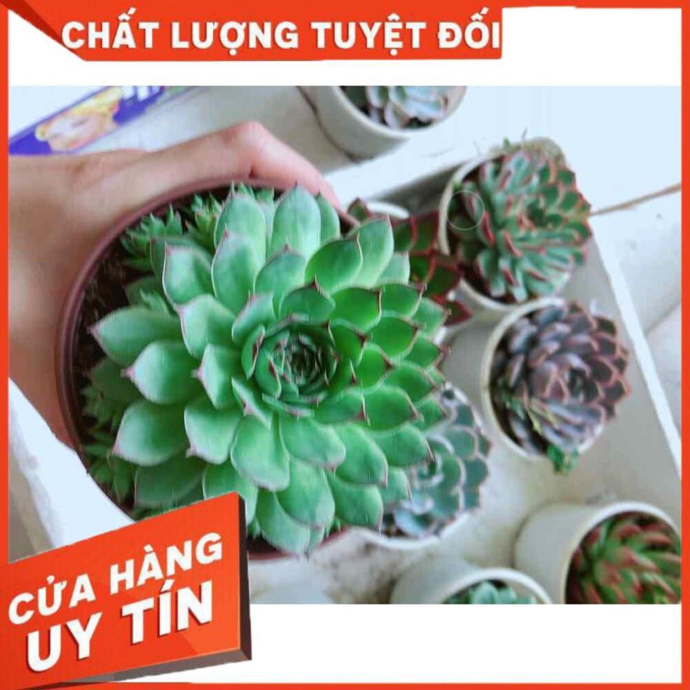 Sen đá phật bà Nhiều Người Mua