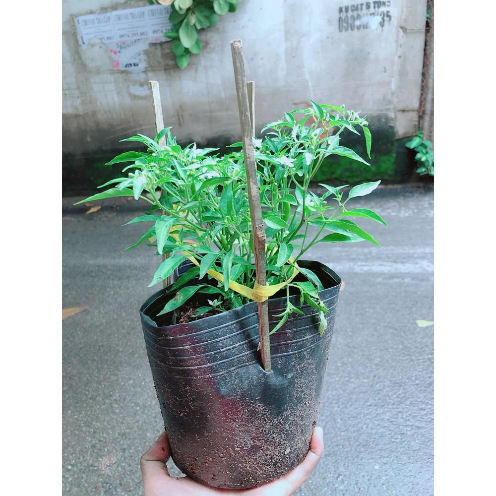 Bụi Ớt Hiểm