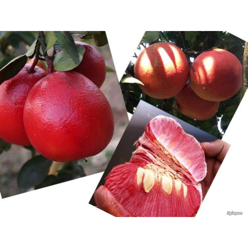 Cây giống BƯỞI ĐỎ LUẬN VĂN