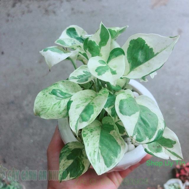 Chậu Cây Trầu Bà Sữa