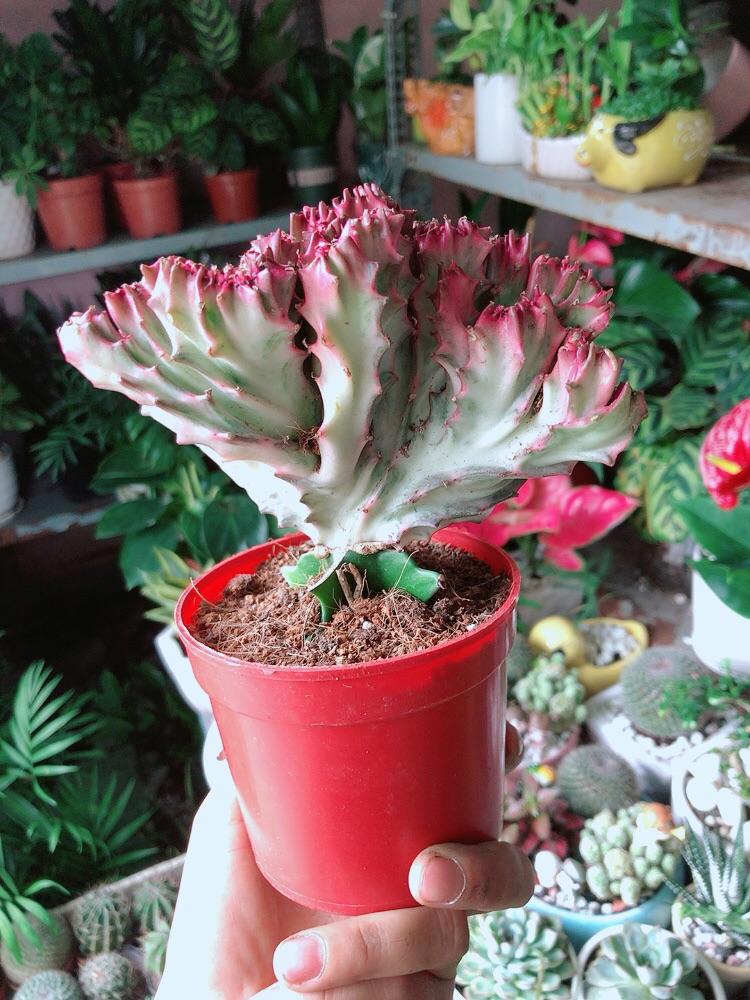 Xương Rồng Vạn Lý Đỏ