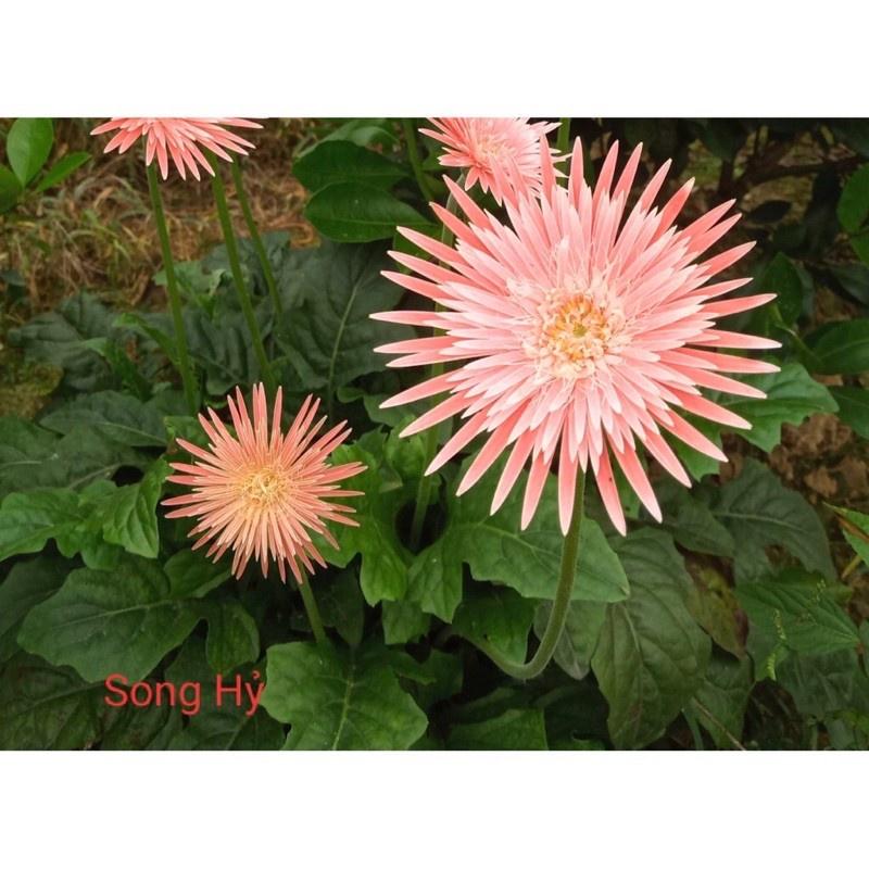 Nhánh hoa đồng tiền cổ